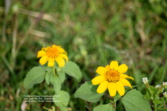Heliopsis annua