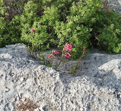 Penstemon baccharifolius
