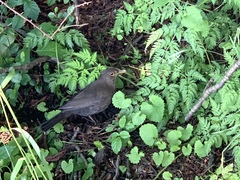 Turdus merula