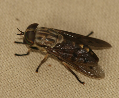 Tabanus sulcifrons photo 3