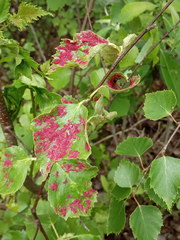 Acalitus longisetosus