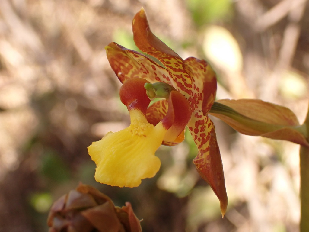 Cyrtopodium eugenii
