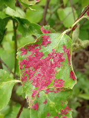 Acalitus longisetosus