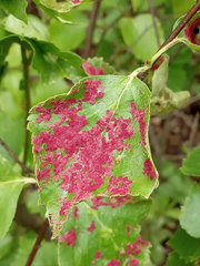 Acalitus longisetosus