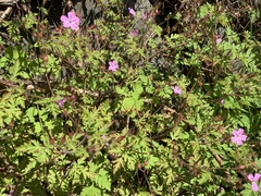 Geranium robertianum