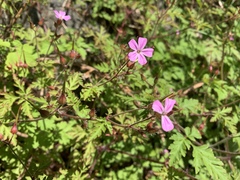 Geranium robertianum