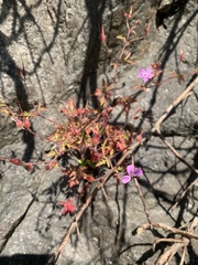 Geranium robertianum