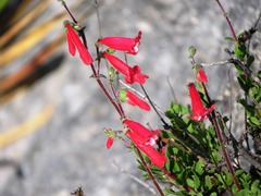 Penstemon baccharifolius