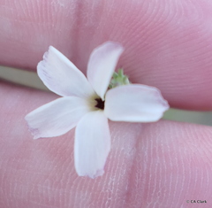 Linanthus bigelovii