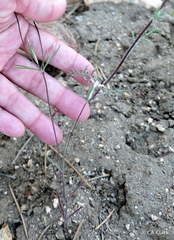 Linanthus bigelovii