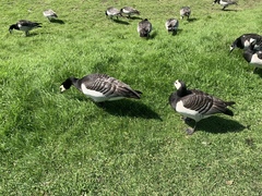 Branta leucopsis