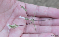 Linanthus bigelovii