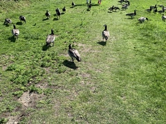 Branta leucopsis