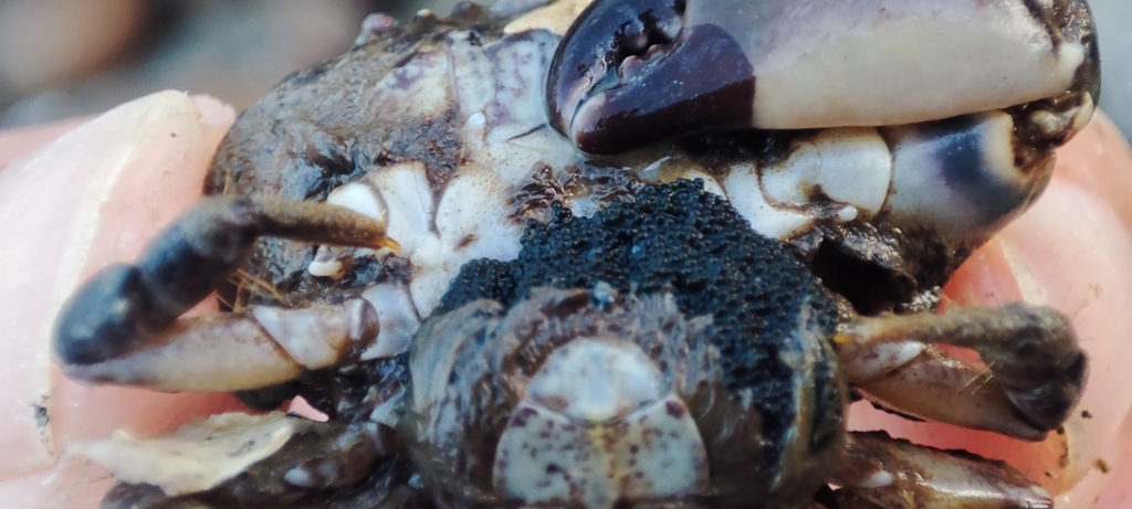 Bloody Pebble Crab