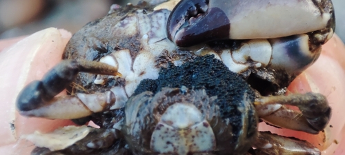 Bloody Pebble Crab