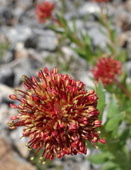 Rhodiola