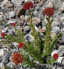 Rhodiola