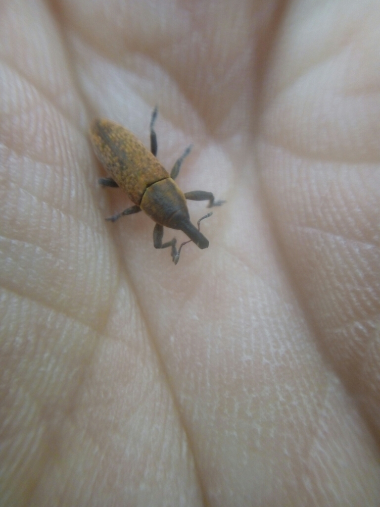 Lixus brevipes