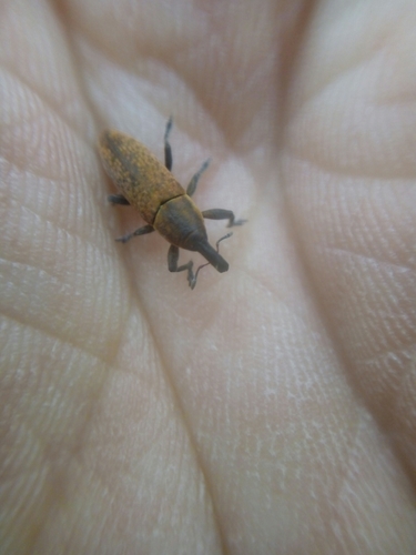 Lixus brevipes