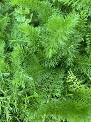 Achillea millefolium