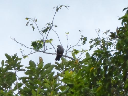 Palau Imperial Pigeon (Subspecies Ducula oceanica monacha