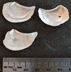 Heteroclidus punctatus