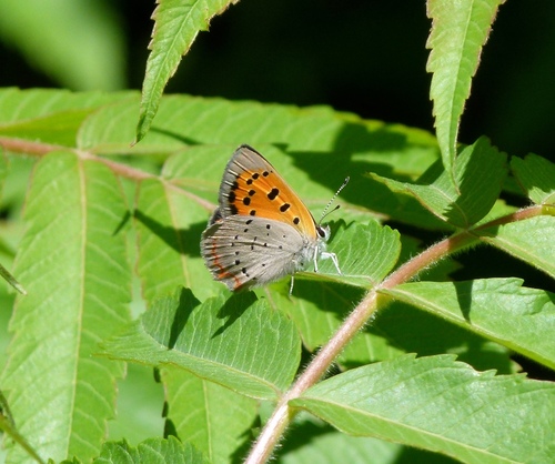 Eastern American Copper