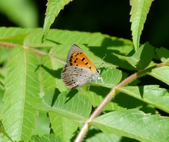 Lycaena phlaeas hypophlaeas