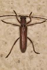 Aneflomorpha