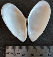 Megangulus bodegensis
