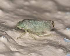 Xerophloea foveolata