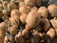 Coprinellus