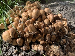 Coprinellus