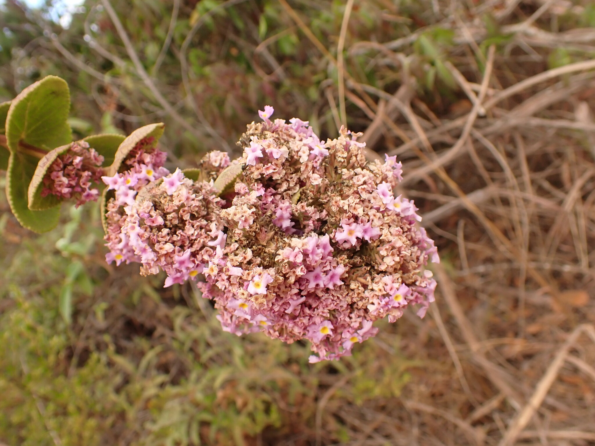 Lippia lacunosa