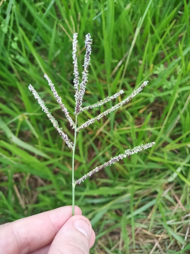 Image of Paspalum maritimum by (c) Guillaume Delaitre, some rights reserved (CC BY)