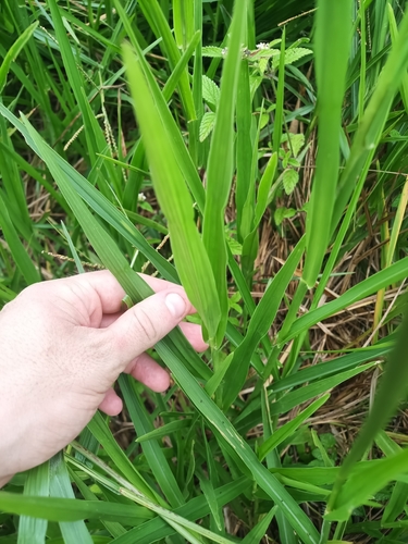 Image of Paspalum maritimum by (c) Guillaume Delaitre, some rights reserved (CC BY)