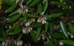 Comarostaphylis diversifolia diversifolia