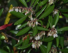 Comarostaphylis diversifolia diversifolia