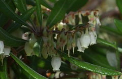 Comarostaphylis diversifolia diversifolia