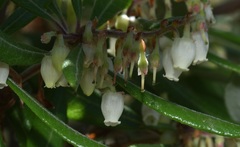 Comarostaphylis diversifolia diversifolia