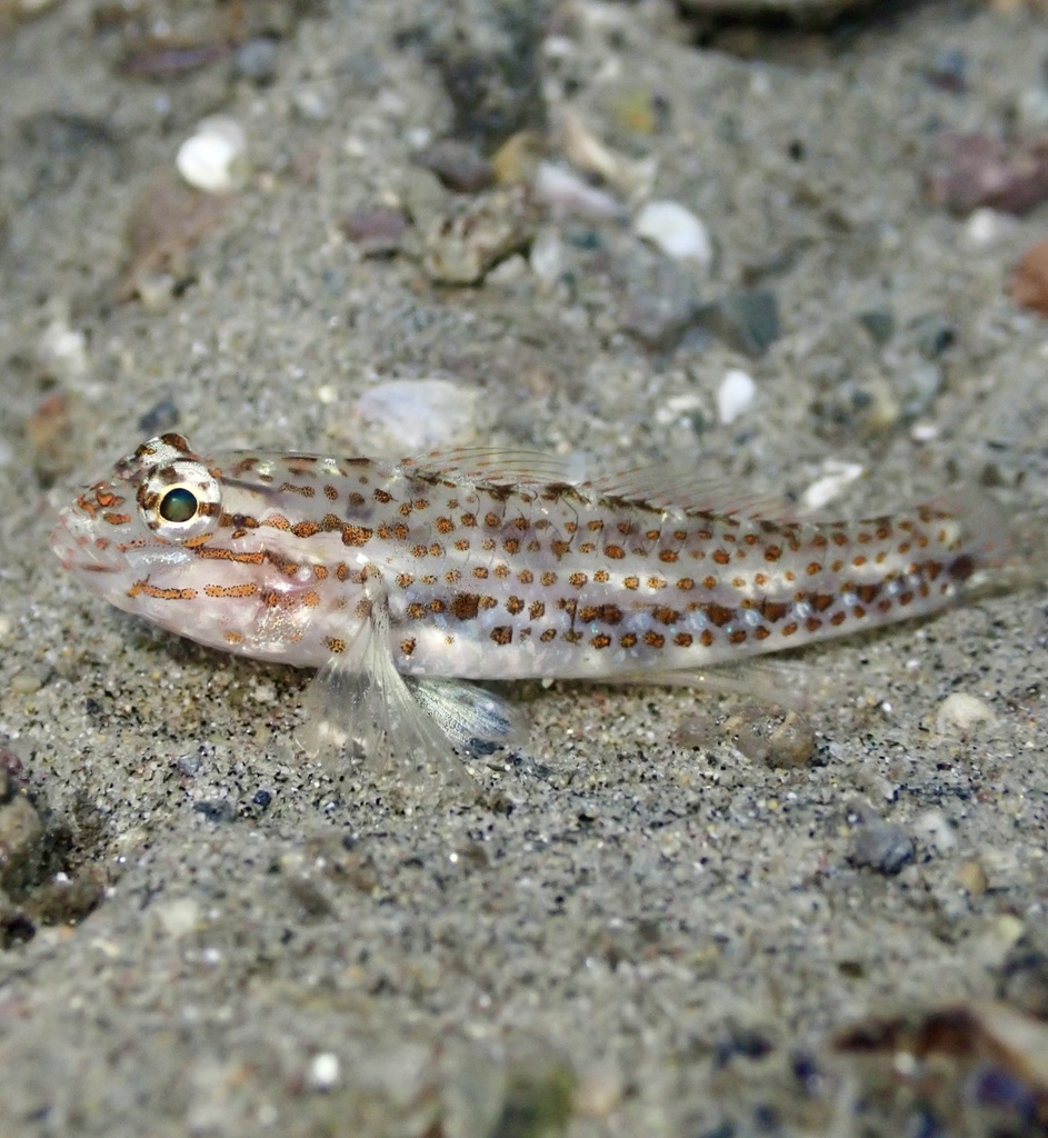 Redlight goby (Coryphopterus urospilus) — Gobiidae