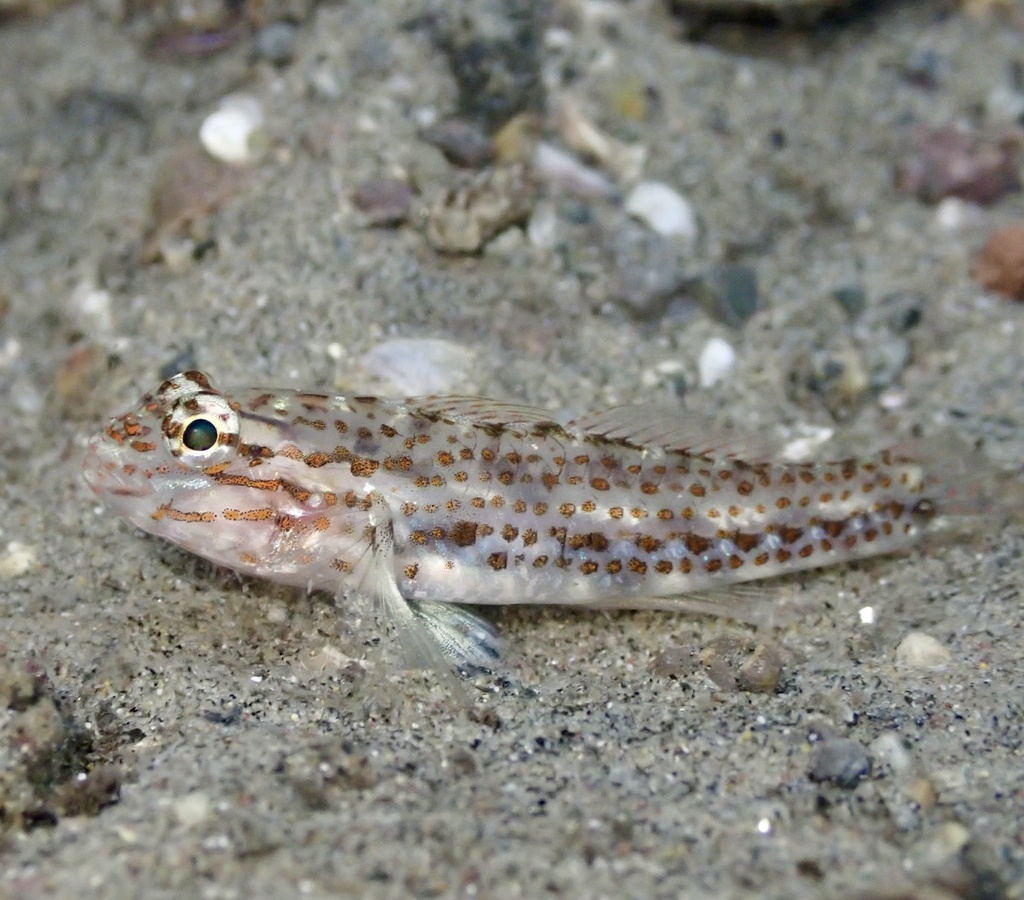Redlight goby (Coryphopterus urospilus) — Gobiidae