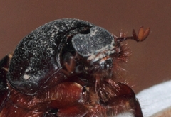 Temnorhynchus retusus