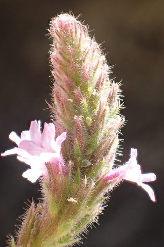 iNaturalist observation photo of Rough Western Vervain