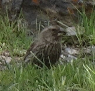 Carpodacus rhodochlamys