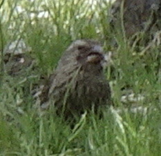 Carpodacus