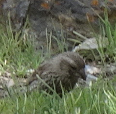 Carpodacus