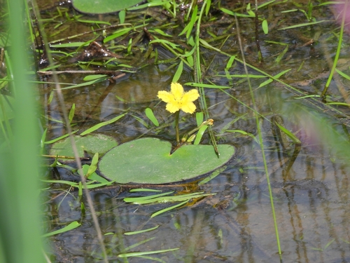 Nymphoides fallax (Nymphoides fallax)