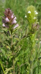 Orthocarpus bracteosus