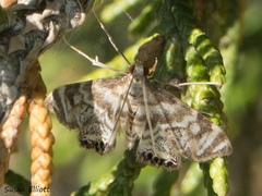 Petrophila canadensis